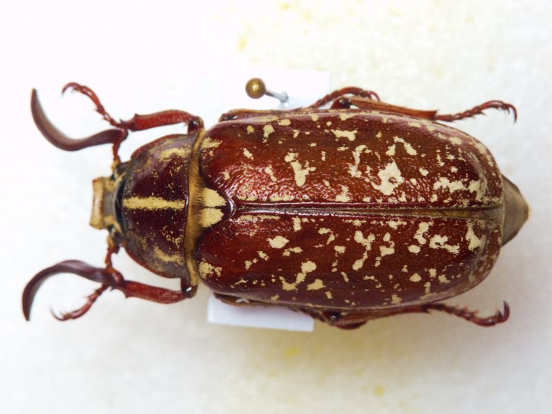 Scarabaeidae Latreille, 1802